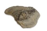 F 02527
<br/>
<br/>
<em></em>